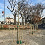 2016-01-20_Ripa_Porta_Ticinese_Alberi_9