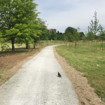 2016-05-02_Parco_Teramo_11