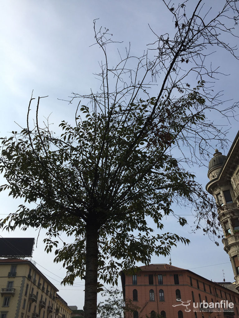 2016-10-08_alberi_piazza_argentina_1