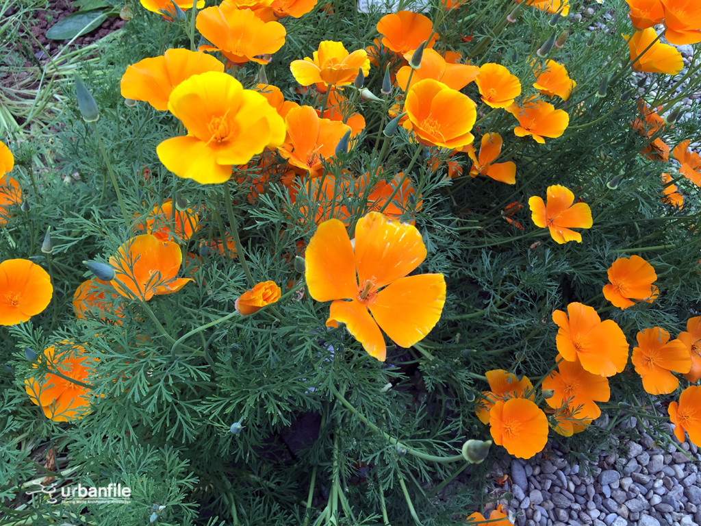 2015-04-18_Brera_Orto_BOtanico_27