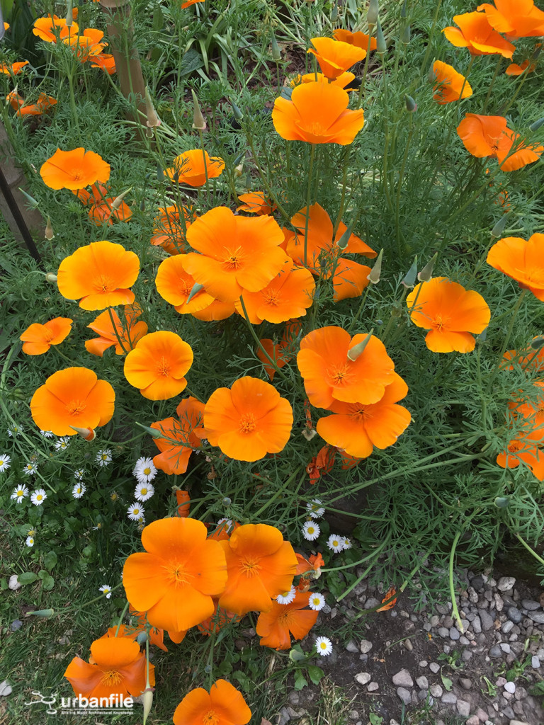 2015-04-18_Brera_Orto_Botanico_28